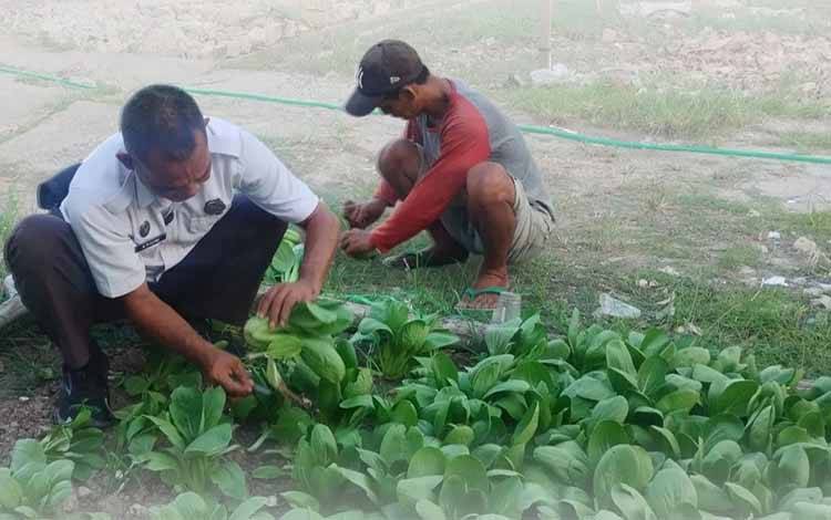 Warga binaan dan petugas Rutan Kelas II B Kuala Kapuas ketika memanen sayur Pokcoy di lahan pertanian rutan, Kamis, 16 Oktober 2025. (FOTO: Rutan Kapuas)