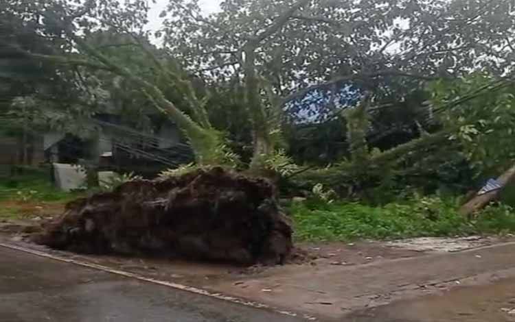 Pohon tumbang di kawasan Museum Wasaka, Banjarmasin, Minggu, 26 Oktober 2025. (FOTO: IST)