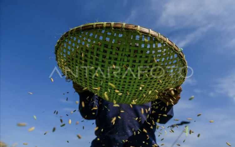 Petani memisahkan butiran padi saat panen di persawahan. (ANTARA/Raisan Al Farisi/tom.)