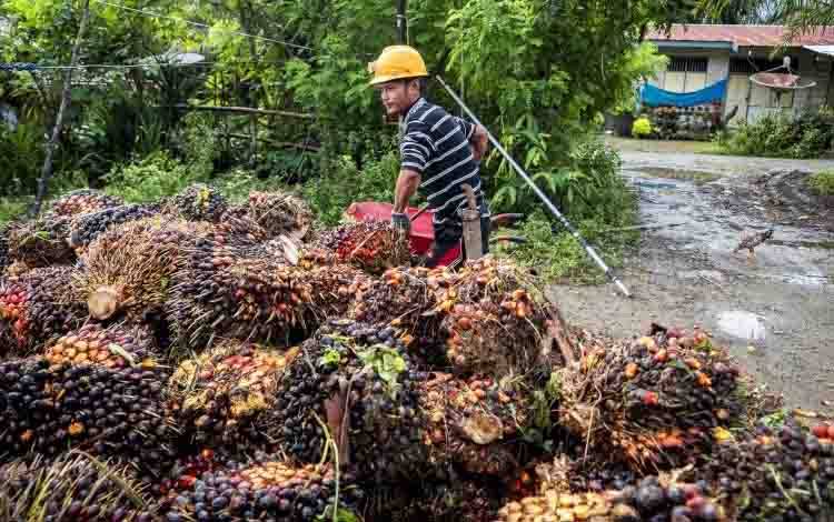 Ilustrasi pekerja kelapa sawit. (FOTO: Istimewa)