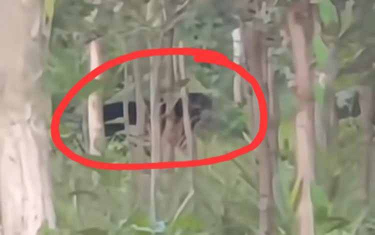 Tangkapan layar video kemunculan beruang besar di Sampit, Kabupaten Kotawaringin Timur. (FOTO: IST)