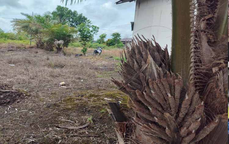Ilustrasi pohon kelapa sawit yang ditanam warga secara mandiri.(FOTO: TESTI PRISCILLA)