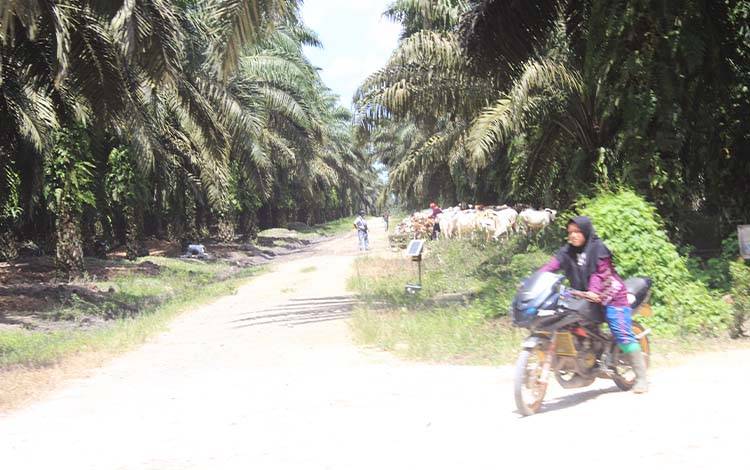 Lahan perkebunan kelapa sawit. (FOTO: Istimewa)
