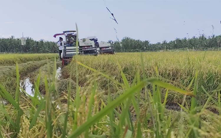 Petani di Lampuyang Kotim saat memanen padi menggunakan mesin combi, beberapa waktu lalu. (FOTO : DOK DEVI)