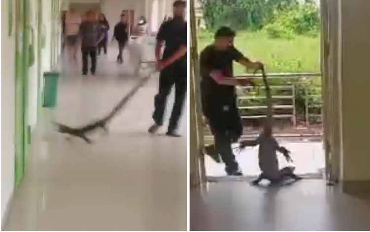 Tangkapan layar video biawak masuk RSUD dr Murjani Sampit. (FOTO: IST)
