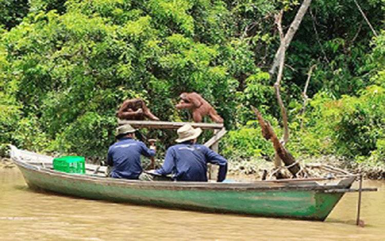 Perawatan Orangutan di Pulau Salat, area konservasi yang dikelola oleh PT SSMS Tbk dan BOSF Nyaru Menteng. (FOTO: TESTI PRISCILLA)