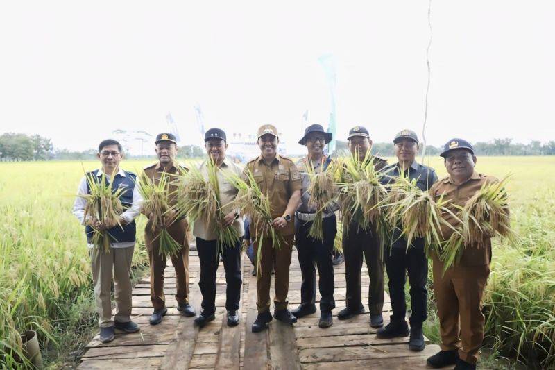 Wagub Kalteng Edy Pratowo (tiga dari kiri) bersama jajaran saat panen di demplot padi di Desa Tahai Jaya, Kecamatan Maliku, Kabupaten Pulang Pisau (10/2/2026). (ANTARA/HO-TPHP Kalteng)