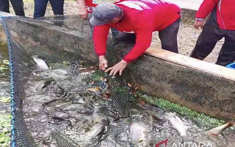 Arsip - Penan ikan patin di kolam milik Dinas Perikanan Kotawaringin Timur. (ANTARA/Norjani)