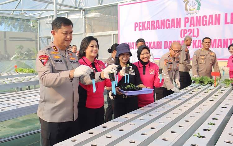 Kapolda Kalteng, Irjen Pol Iwan Kurniawan, didampingi Ketua Bhayangkari Daerah Kalteng, Maya Iwan, saat mengangkat bibit pakcoy di Green House hidroponik Polda Kalteng. (Foto: IST)