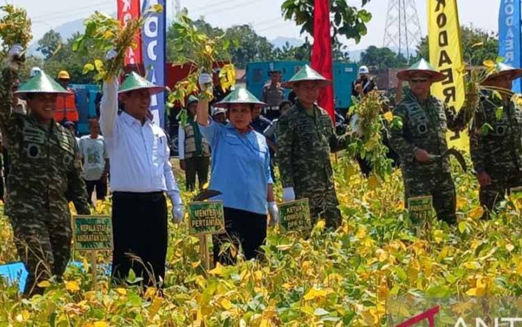 Kegiatan panen raya kedelai di Desa Ngudikan, Kecamatan Wilangan, Kabupaten Nganjuk, Jawa Timur, Kamis (14/5/2026). TNI mendukung peningkatan produksi kedelai, sehingga bisa menekan impor kedelai. ANTARA/ Asmaul