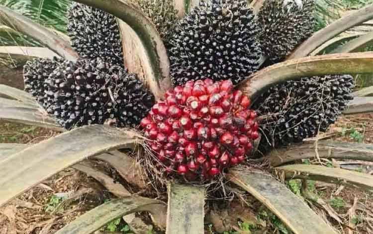 Kelapa sawit di Kalimantan Tengah. (FOTO: MARINI)
