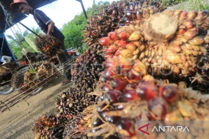 Ilustrasi - Petani menimbang tanda buah segar (TBS) kelapa sawit seusai penan di area perkebunan kelapa sawit. Selasa (23/9/2025). (ANTARA FOTO/Syifa Yulinnas/bar).