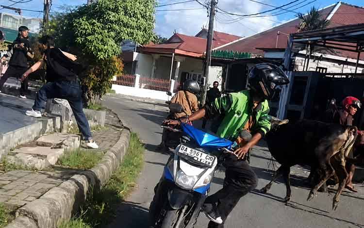 Kejadian sapi lepas di Kampung Arab, Banjarmasin, Selasa, 26 Mei 2026. (FOTO: IST)