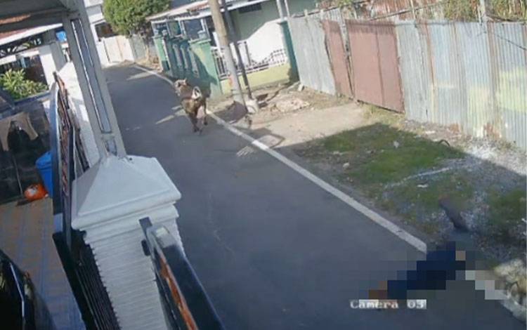 Rekaman CCTV memperlihatkan detik-detik warga melakukan pengejaran terhadap sapi kurban yang lepas di kawasan Jalan Antasan Kecil Barat, Gang Ibu, Banjarmasin, Selasa, 26 Mei 2026. (FOTO: BIB Kalimantan)