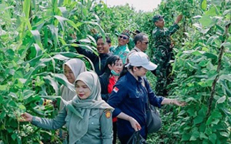 Peninjauan kegiatan ketahanan pangan BUMDes Desa Sei Asam, Kapuas Hilir, Sabtu, 30 Mei 2026. (FOTO: Kps Hilir)