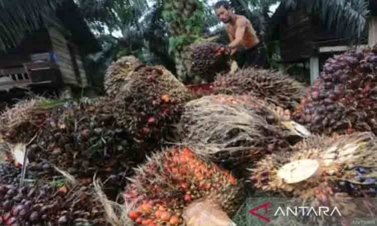 Ilustrasi - Petani mengangkut tandan buah segar (TBS) kelapa sawit. (ANTARA/Syifa Yulinnas)