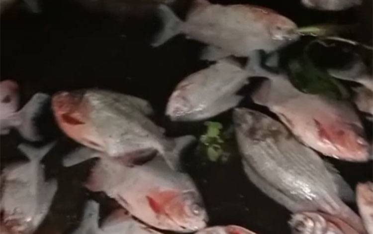 Penampakan ikan mati yang dilaporkan mengapung di Sungai Martapura, Rabu, 8 Juli 2026. (FOTO: BIB Kalimantan)