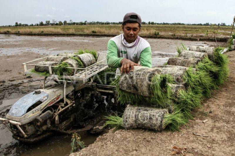 Arsip - Petani mengambil bibit padi untuk ditanam menggunakan mesin di lahan, Pulang Pisau, Kalimantan Tengah, beberapa waktu lalu. (ANTARA/Auliya Rahman/bar)