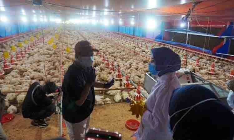 Peternakan ayam pedaging (broiler) sistem close house di UPT BPMPPTHMT Km 38 Palangka Raya. (FOTO: DINAS TPHP KALTENG)
