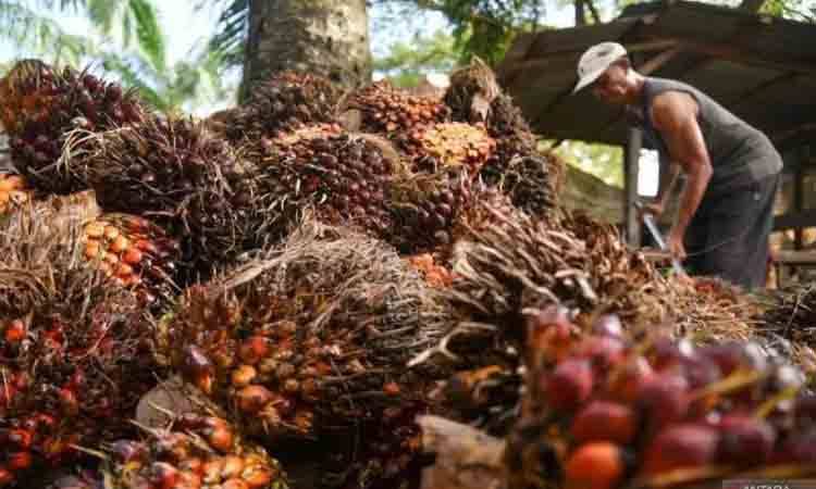 Pekerja mengangkut tandan buah kelapa sawit di kawasan PT Perkebunan Nusantara IV, Deli Serdang, Sumatera Utara, Kamis (24/10/2024). ANTARA FOTO/Fransisco Carolio/tom