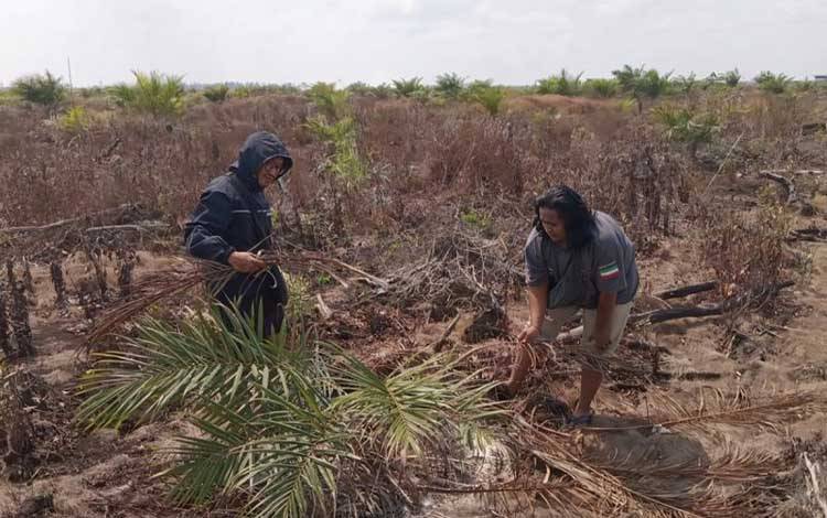 Petugas BKSDA Kalteng bersama warga mengecek lokasi bekas kemunculan orang utan, Sampit Senin (10/8/2026). ANTARA/HO-BKSDA Sampit