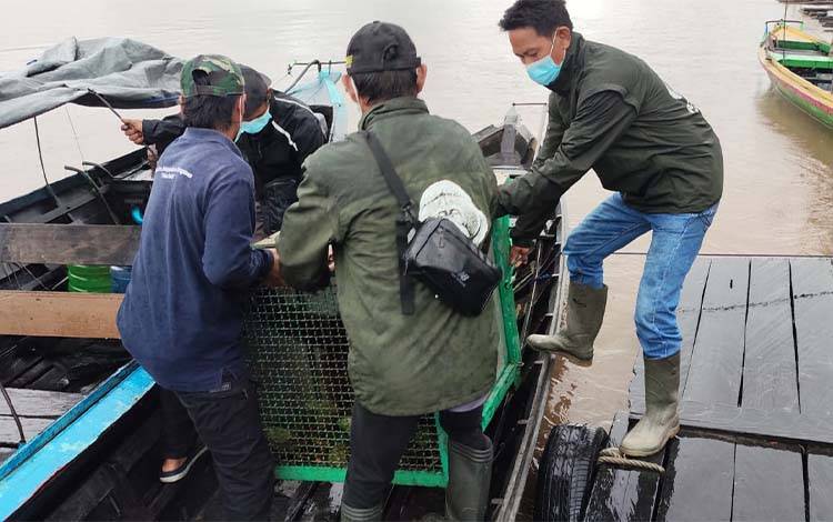 Pemindahan Orangutan menggunakan kelotok menuju area konservasi di Pulau Salat, Kabupaten Pulang Pisau. (FOTO: TESTI PRISCILLA)