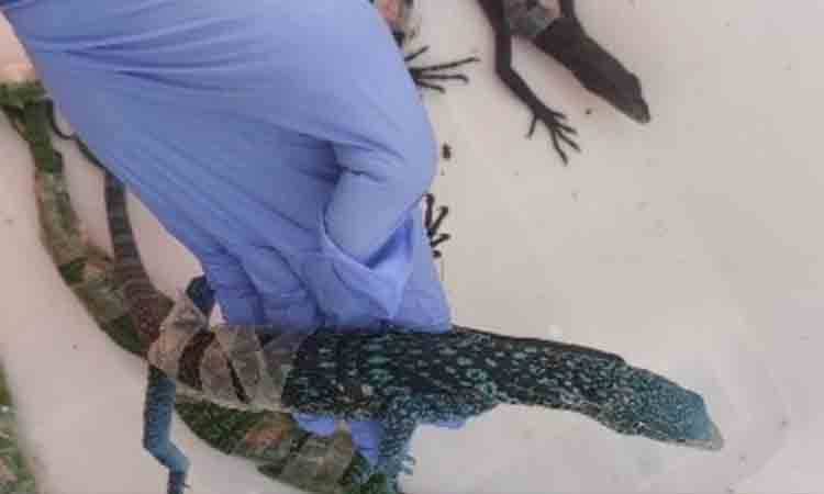 Petugas memperlihatkan seekor biawak Aru (Varanus beccarii) yang berusaha diselundupkan oleh WNA Korea berinisial JJ melaui Bandara Soekarno-Hatta, Tangerang, Banten, Selasa (28/7/2026). ANTARA/HO-Kemenhut
