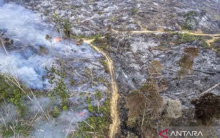 Foto udara bekas tebangan kayu yang terbakar dalam kejadian kebakaran hutan dan lahan (karhutla) di Tenam, Batang Hari, Jambi, Jumat (21/8/2026). Petugas Manggala Agni Daops Muara Bulian bersama prajurit TNI saat melakukan pemadaman menemukan bekas tebangan kayu yang hangus terbakar di lokasi karhutla itu. ANTARA FOTO/Wahdi Septiawan/nym.