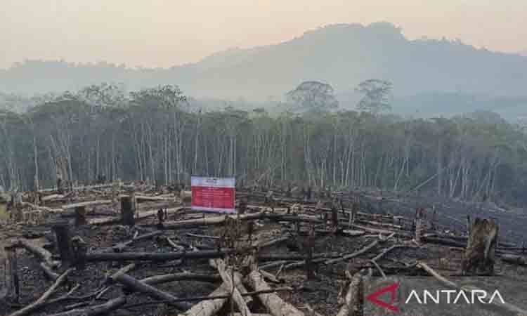 Temuan kebakaran hutan dan lahan (karhutla) seluas 1.511,55 hektare areal konsesi perkebunan di Pulau Kalimantan oleh Kemenhut. ( ANTARA/HO-Ditjen Gakkumhut)