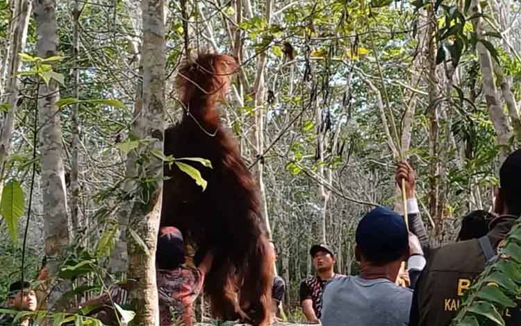 Dokumentasi rescue orangutan yang muncul di dekat permukiman warga Desa Seragam Jaya tahun 2024. (FOTO: DEWIP)
