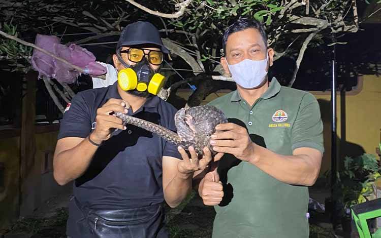 Komandan BKSDA Pos Sampit Muriansyah (kanan) saat menerima seekor trenggiling dari Komunitas Pecinta Reptil Hari. (FOTO: BKSDA Pos Sampit)