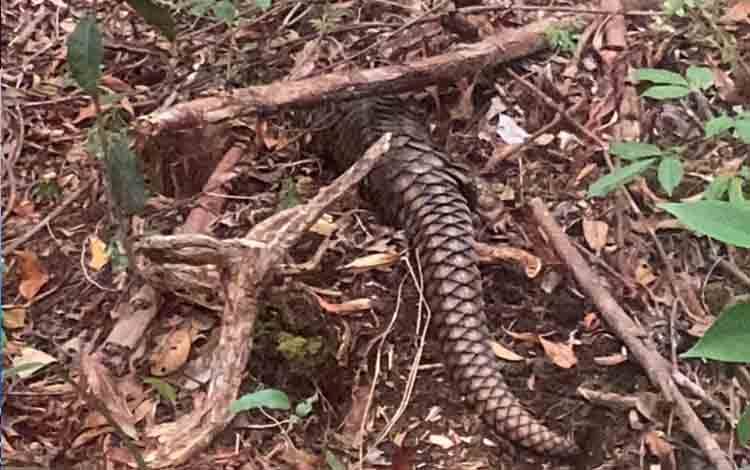 Trenggiling yang ditemukan di lokasi kebakaran lahan Desa Terantang dilepasliarkan ke habitat yang lebih aman. (FOTO: BKSDA Pos Sampit)