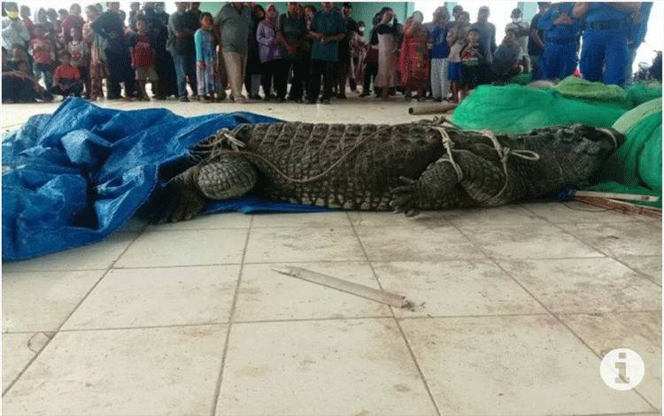 Nelayan Tangkap Buaya Besar di Pinggir Pantai Kuala Penet