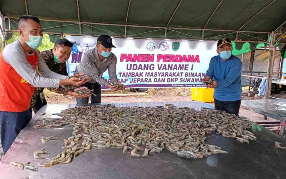 Budidaya Udang Vaname Bakal Tingkatkan Ekonomi Masyarakat Pesisir Sukamara