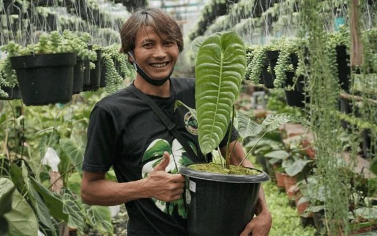 Cerita Petani ini Jual 70 Pot Tanaman Hias Senilai Rp 200 Juta dalam Sehari