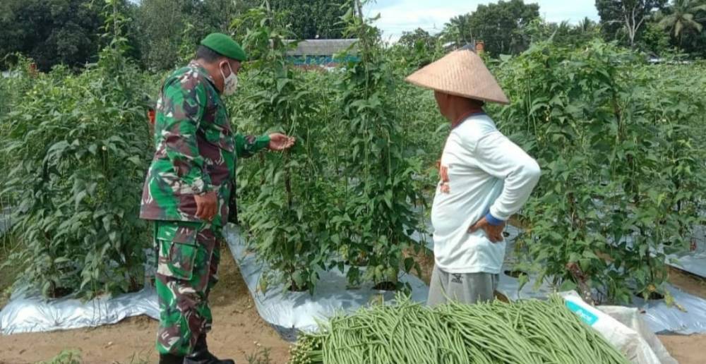Babinsa Koramil Pangkalan Banteng Dukung Petani Wujudkan Kemandirian Pangan