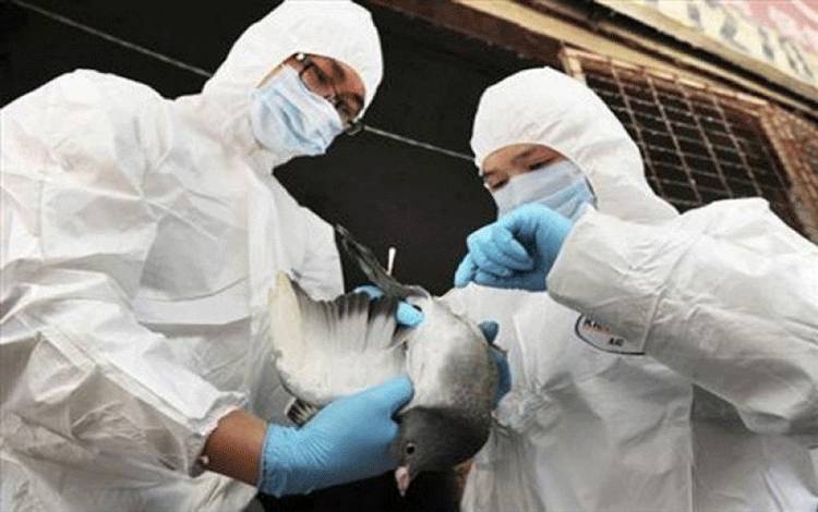 Pulang Pisau terus Cegah Kejadian Luar Biasa Flu Burung