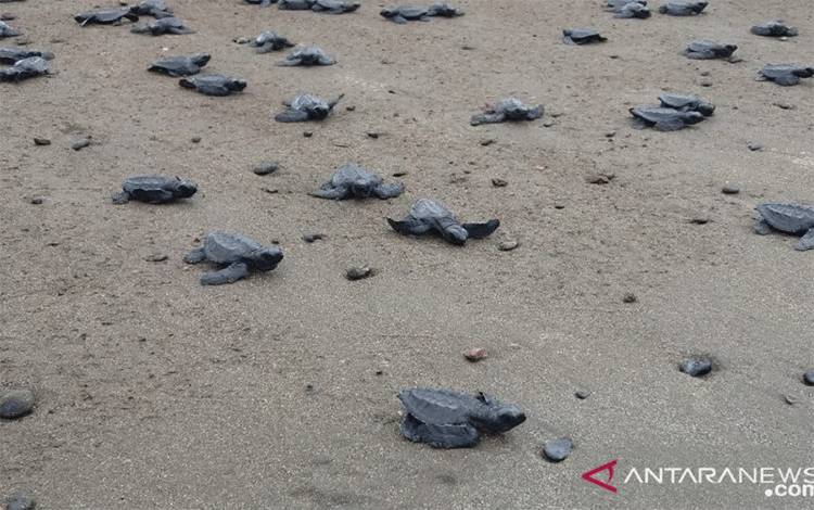 6 Penyu Raksasa Bertelur di Yenbekaki Raja Ampat Sepanjang 2020
