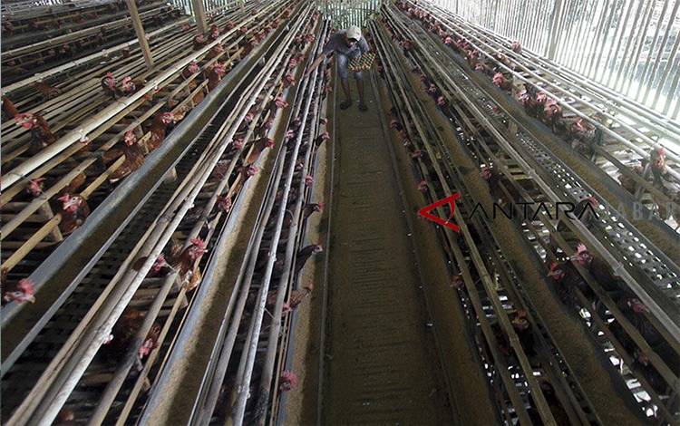Prancis akan Musnahkan 600.000 Unggas Cegah Flu Burung