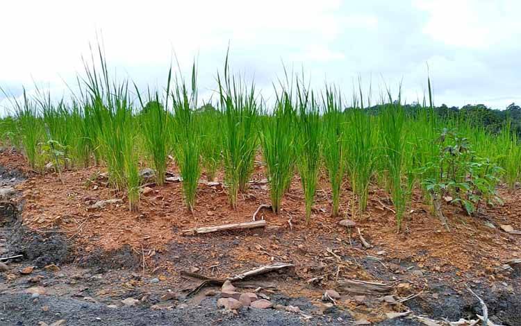 Pemkab Murung Raya Gandeng IPB Uji Coba Pengembangan Padi Gogo