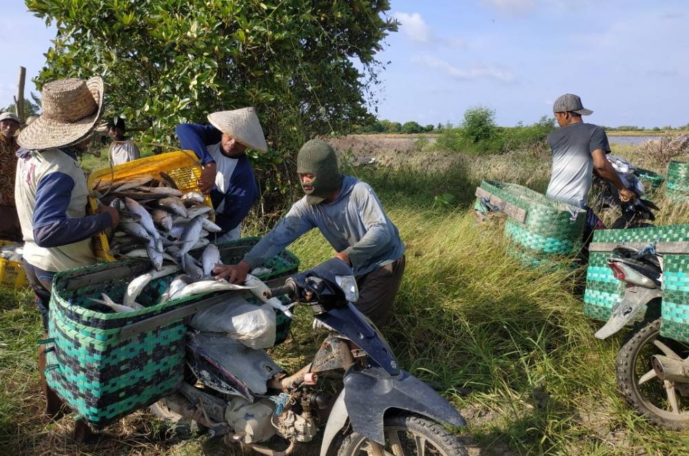 Ojek Motor Bantu Petani Angkut Hasil Panen Ikan Bandeng di Seruyan