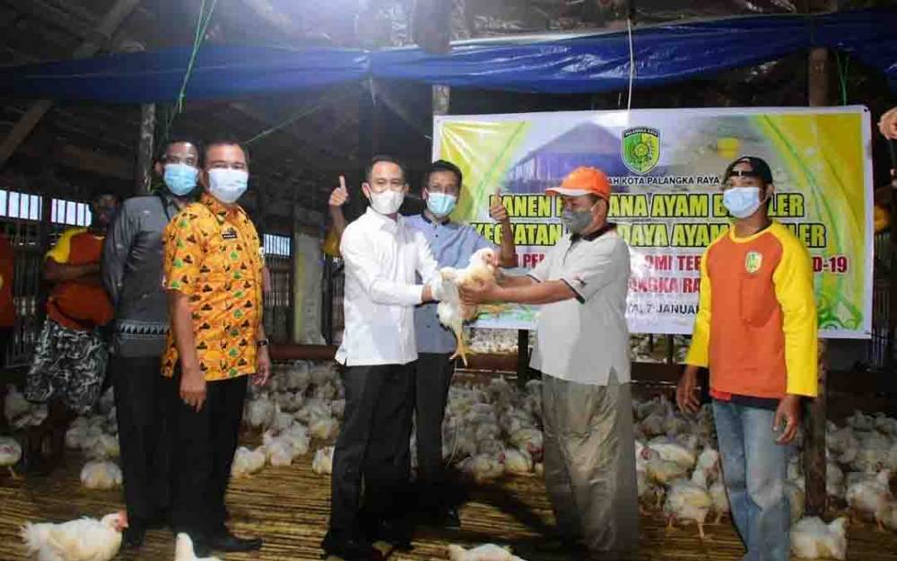 10 Ribu Ayam Broiler Milik Pemko Palangka Raya Sudah Dipanen