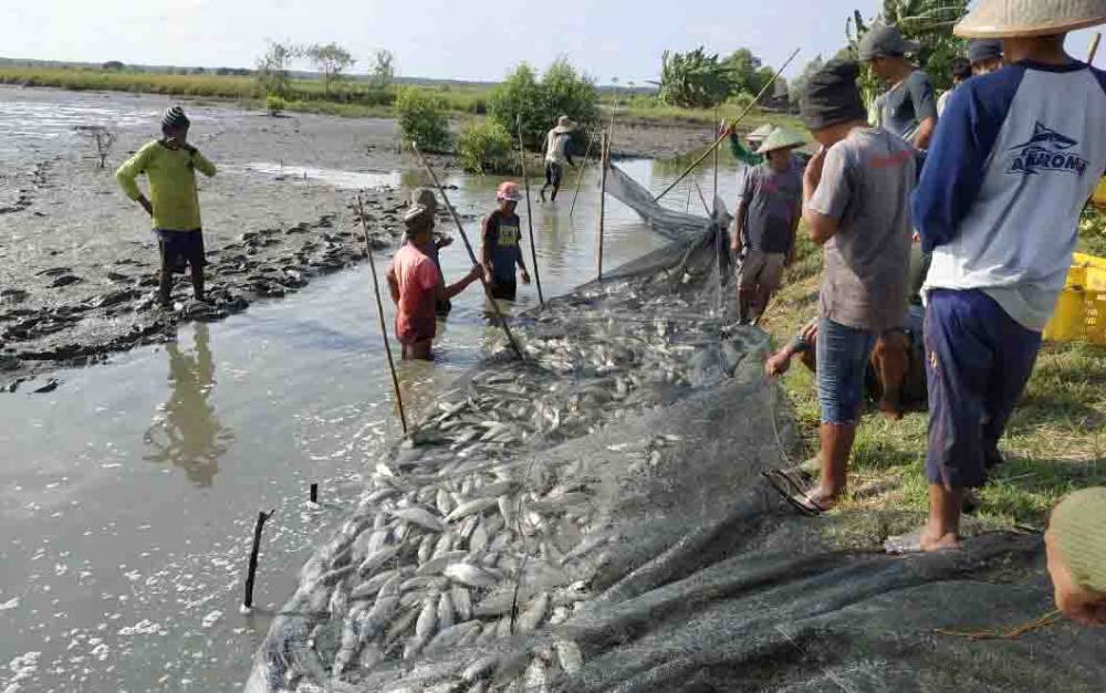 Dinas Perikanan Seruyan Dorong Peningkatan Konsumsi Ikan Masyarakat