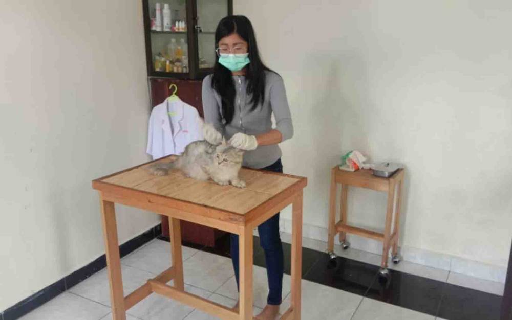 Kucing Peliharaan Warga di Kapuas Banyak Terserang Penyakit ini