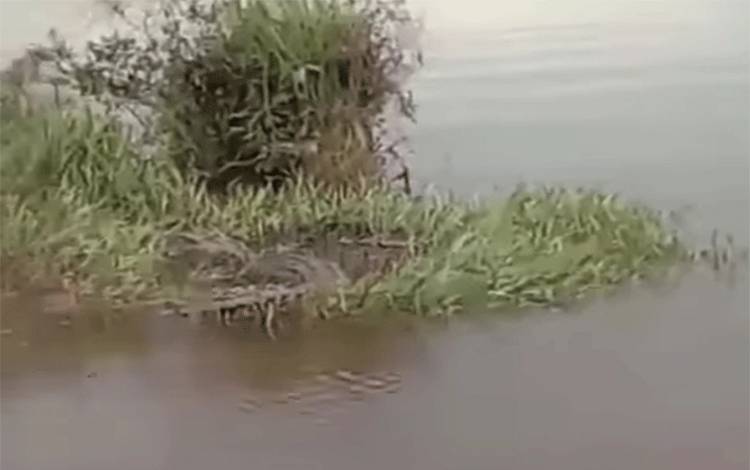 Buaya Kembali Menampakkan Diri di Desa Pelangsian, Warga Diimbau Terus Berhati-hati