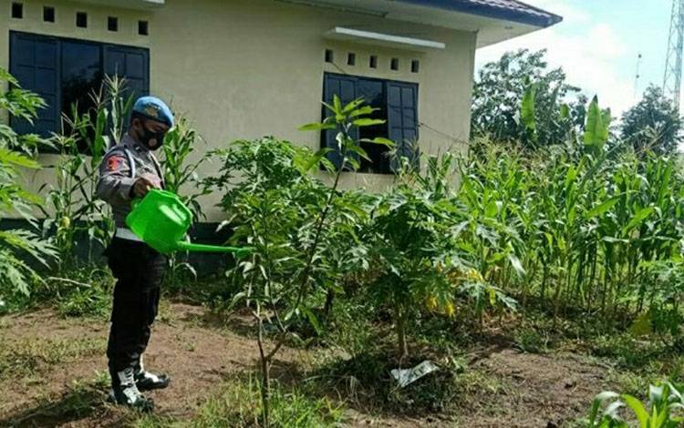 Polsek Basarang Kelola Kebun Sayur Dukung Ketahanan Pangan
