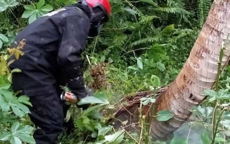 Diserang Lebah, 2 Warga Dilarikan ke RSUD dr Murjani Sampit