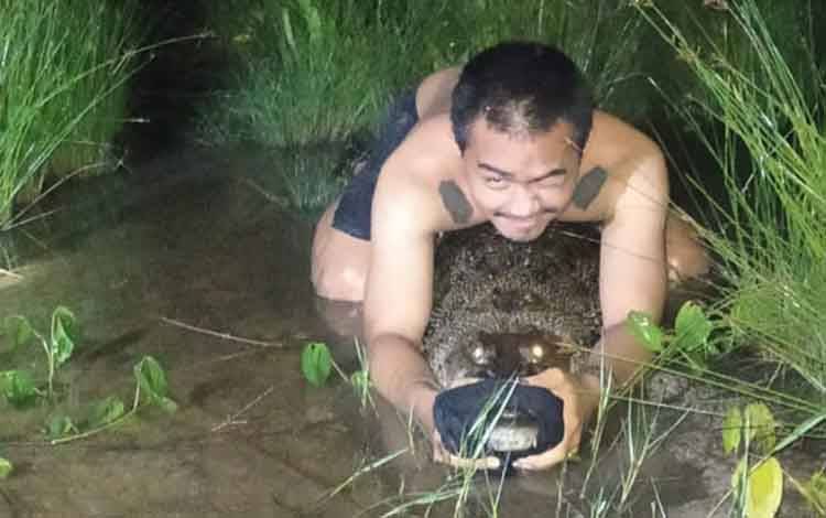 Pemuda Kumai Tangkap Buaya Saat akan Evakuasi Ular