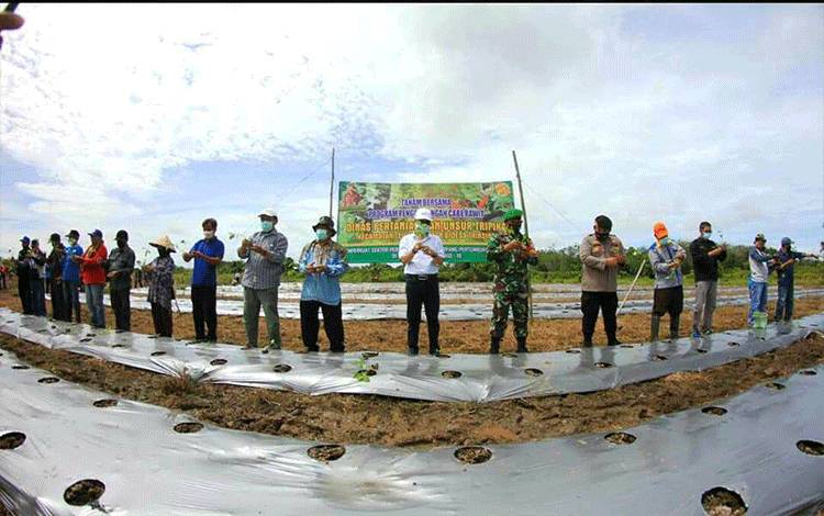 Poktan Berkat Setia Desa Trinsing Tanam Cabai