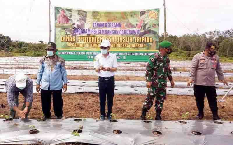 Petani di Barito Utara Tanam Cabai dengan Sistem Mulsa Plastik